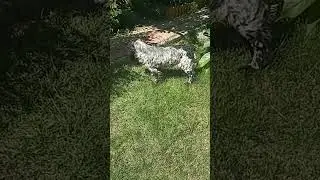 Рой ♥️
