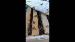 KATIN KATINI ATARKEN ACELE ETMİYORUZ | 02.06.2024 #anaarı #honey #be