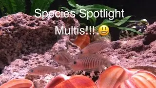 Species Spotlight - Neolamprologus Multifasciatus, Tanganyikan Shell Dwellers