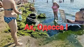 Одесское побережье, медузы, водоросли 😱 