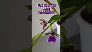 Temporarily Secure Orchid Spike HACK | NO STAKE Protect Root Damage #shorts #orchids #ninjaorchids