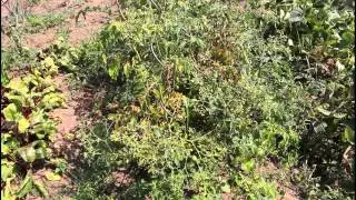 Part 1 Garden Tour 07/2015