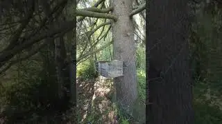 питбули умеют радоваться жизни....