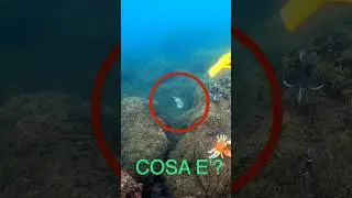 Il polpo attacca? #lovefish #pesca #polpo
