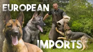 Introducing our European Imports - German Shepherds, Malinois