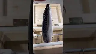 Коптильни с электростатикой