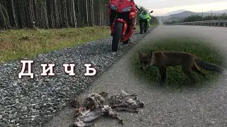 Дичь