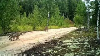 Волки лесные камеры июль 2015