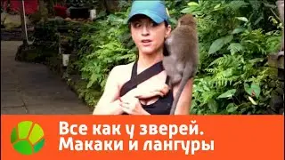 Все как у зверей. Макаки и лангуры | Живая Планета