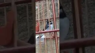 Papa capim coleiro coleirinha gravatinha Tui Tui zero zero do Gi Bahia