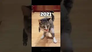Cute cats are famous for being adorable.
