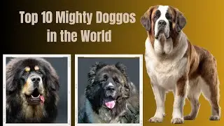🐾Top 10 Mighty Doggos in the World! 💪I💥 The Power of Paws: 10 Super Strong Dog Breeds 🐕