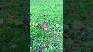 Петергофская белка 🐿🌰