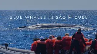 Blue whales in São Miguel Azores | Futurismo