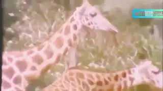 Kisah Nabi Adam