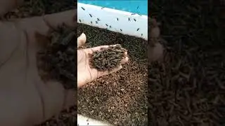 lalat bsf untuk pakan walet jitu