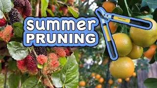 How I Prune Everbearing Fruit Trees & Perennials For More Fruits