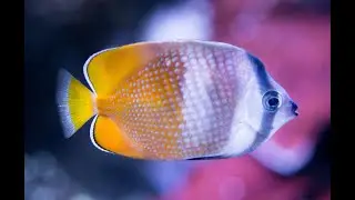 Relax! Underwater world. Music for sleep