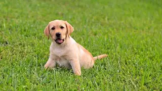 Funny dogs 🤩 cute animals 🙂