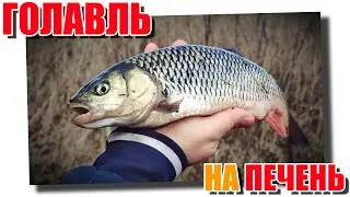 Ловля голавля на печень весной 