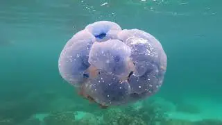 Jellyfish | Beautiful Jellyfish | Relaxing Music in 4K Video