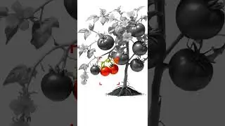 Parts a Plant Powerpoint presentation for students #shorts