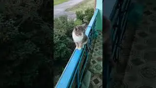 Поэтому коту скучно!😁😂#cat #юмор #shorts
