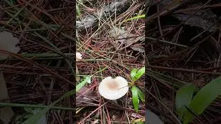 Mushies #shorts