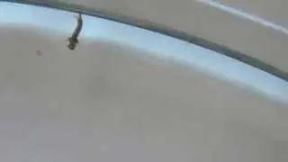Mosquito Larva swimming in clear water