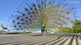 PEACOCK DANCE | PEACOCK SOUND | Peacock Dance | Peacock Sound