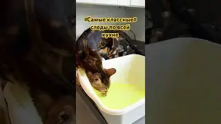 Ну как ее ругать? 😂 она любит эксперементы #catshorts #adorable #catlover