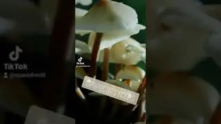 Las HORMIGAS ZOMBIE