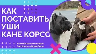 Как поставить уши собаке кане корсо