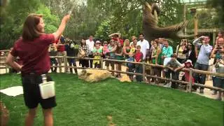 Summer Safari at the San Diego Zoo Safari Park