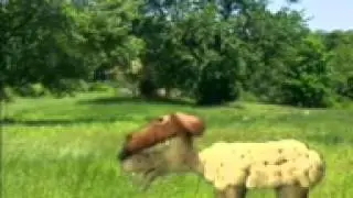 АНКАУ КАСКЫР