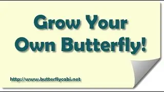 Grow Your Own Butterfly - Using a Butterfly Kit