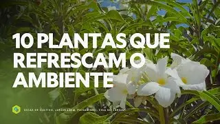 10 PLANTAS que REFRESCAM O AMBIENTE