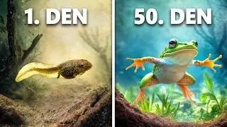 Chov Pulců v Žáby (Evoluce Za 50 Dní)