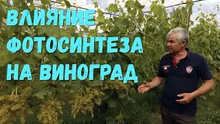 Влияние фотосинтеза на виноград.