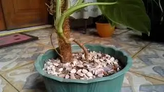 syngonium ciapense turus rawatan