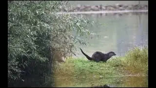 Early Morning Otter Watch