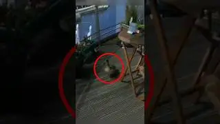 হাঁসের বাচ্চাগুলোকে লোকটি যেভাবে বাঁচালো 🥹💕