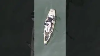 Giant fish in the mangroves!? Look closely 🎣👀