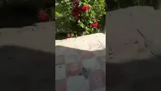 КУЧКАК ГУЛЛАР