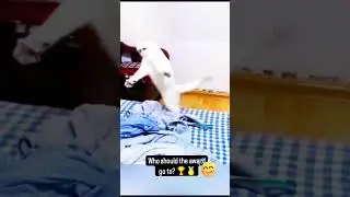 who's the best of them?😄👏 #cat #dof #viralvideo #funny #petlover
