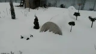 МОЙ САД ЗИМОЙ. 19 декабря 2023.