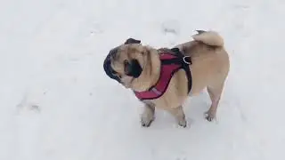 Зимняя прогулка