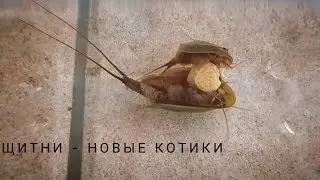 Щитни - новые котики