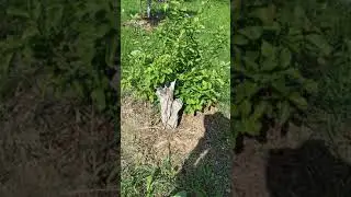 Любимая дача. Конец июня 2020 г