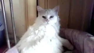 MOV00015